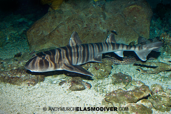 Zebra Bullhead Shark information and images of Heterodontus zebra